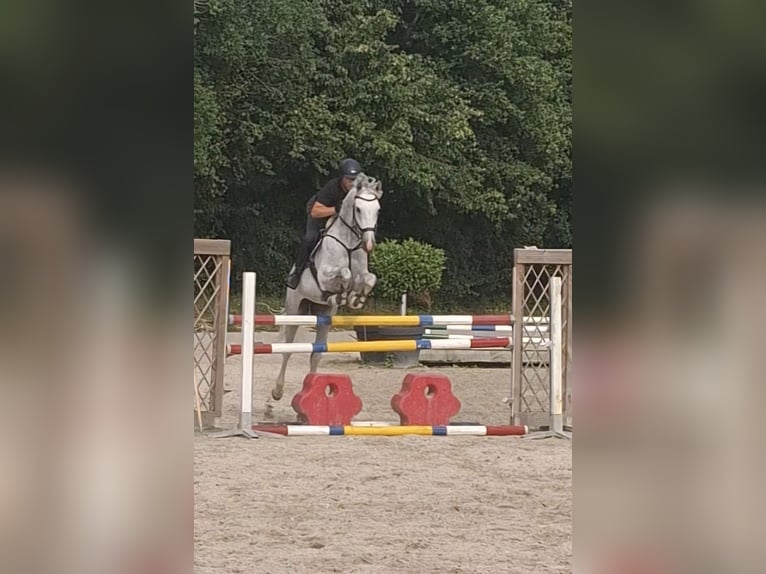 Holsteiner Ruin 11 Jaar 174 cm Schimmel in Eschweiler
