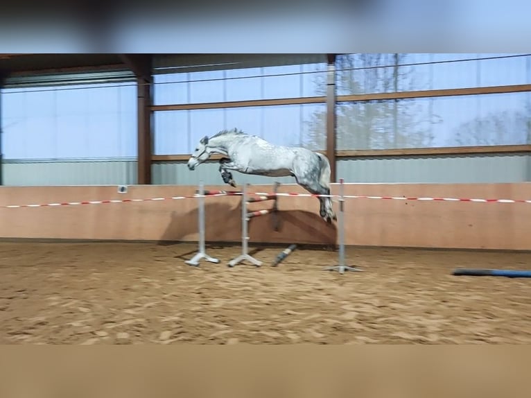Holsteiner Ruin 11 Jaar 175 cm Appelschimmel in Büddenstedt
