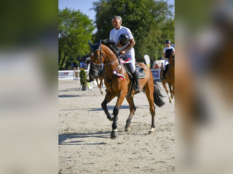 Holsteiner Ruin 11 Jaar 176 cm Bruin in Gundelfingen an der Donau