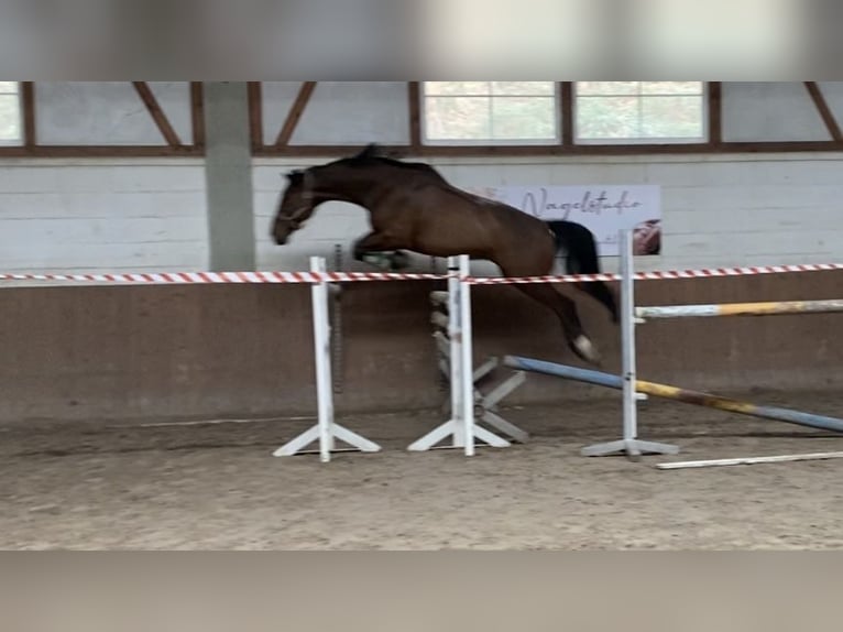 Holsteiner Ruin 11 Jaar 176 cm Bruin in Käshofen