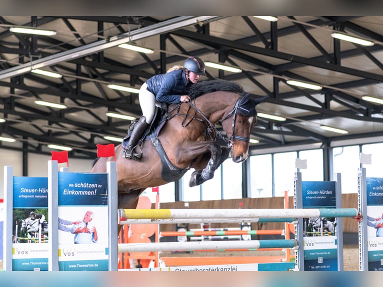 Holsteiner Ruin 11 Jaar 188 cm Bruin in Zeitz