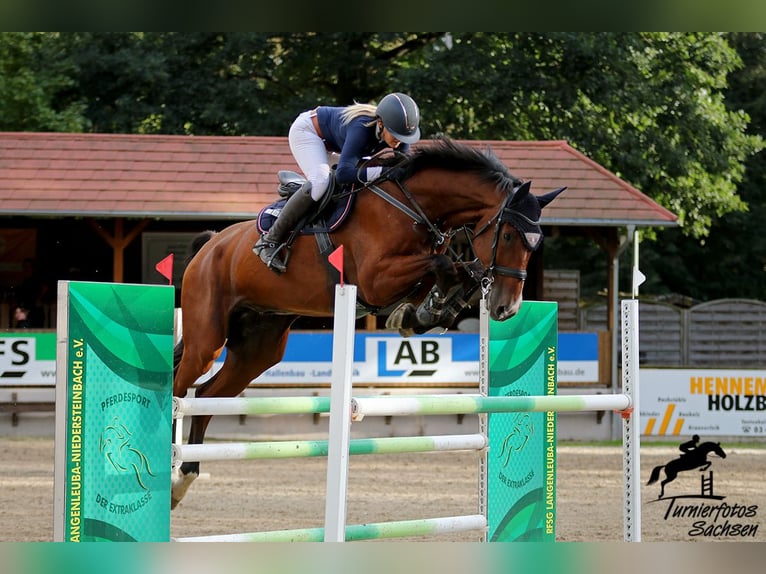 Holsteiner Ruin 11 Jaar 188 cm Bruin in Zeitz