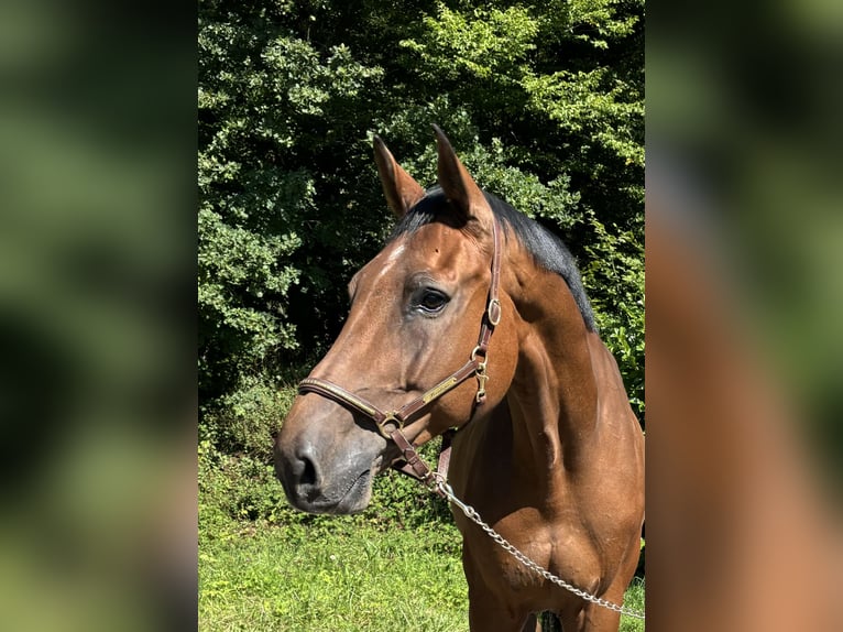 Holsteiner Ruin 11 Jaar in Murg