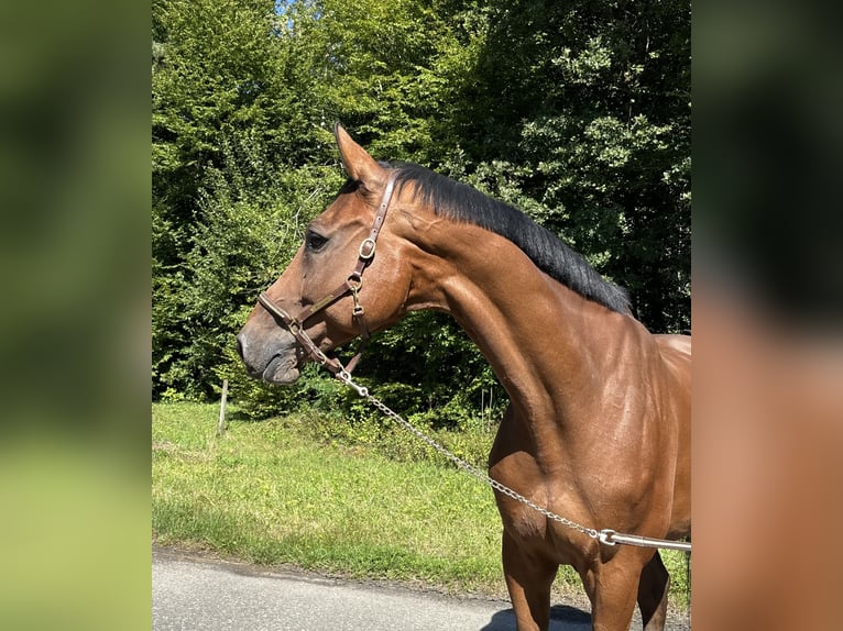 Holsteiner Ruin 11 Jaar in Murg