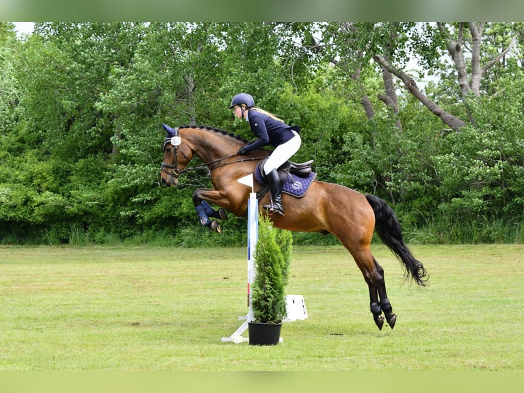 Holsteiner Ruin 12 Jaar 164 cm Bruin in Niebüll