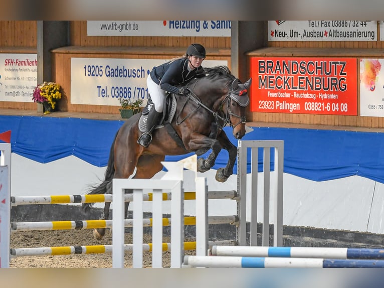 Holsteiner Ruin 12 Jaar 167 cm Bruin in Schönberg