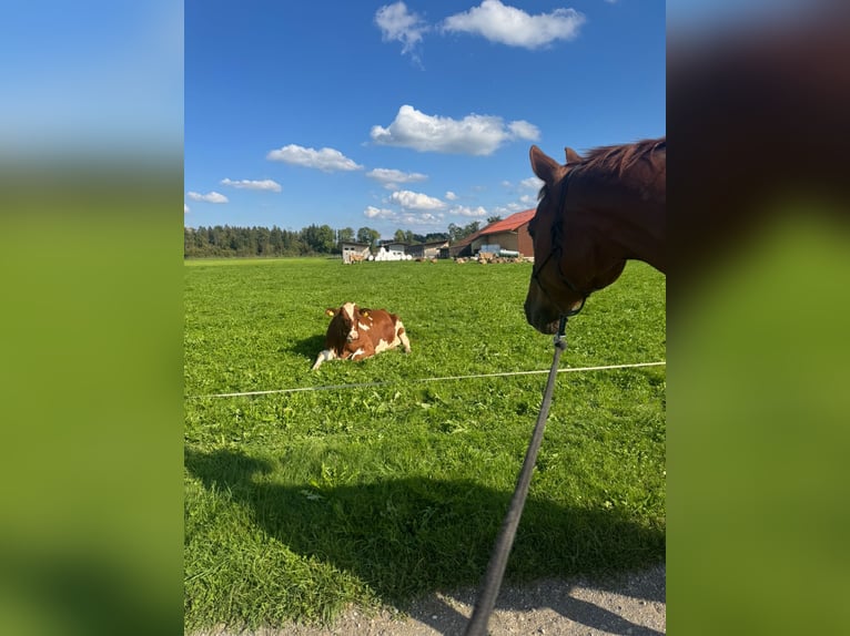 Holsteiner Ruin 12 Jaar 167 cm Vos in Niederstetten