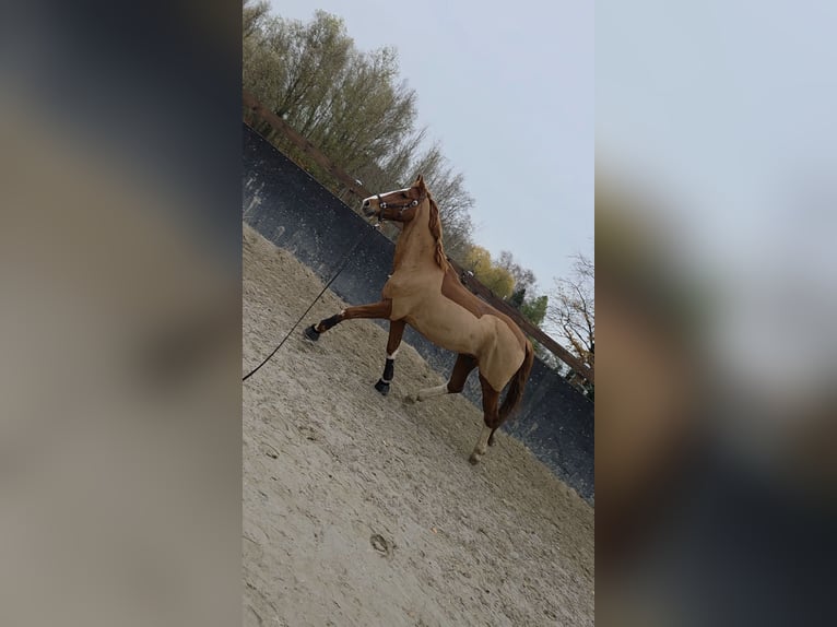 Holsteiner Ruin 12 Jaar 170 cm Vos in Mühlenfließ
