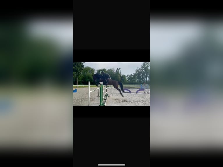 Holsteiner Ruin 12 Jaar 175 cm Bruin in Lochau
