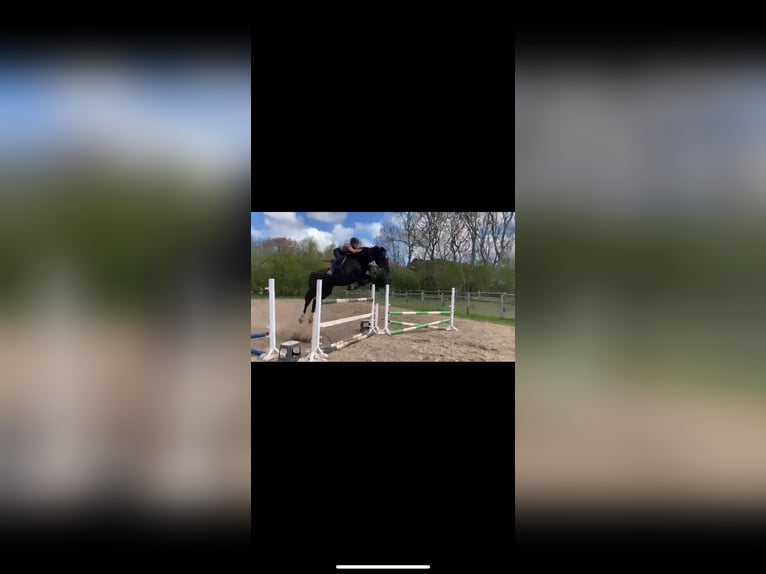 Holsteiner Ruin 12 Jaar 180 cm Donkerbruin in Gro&#xDF; Kummerfeld