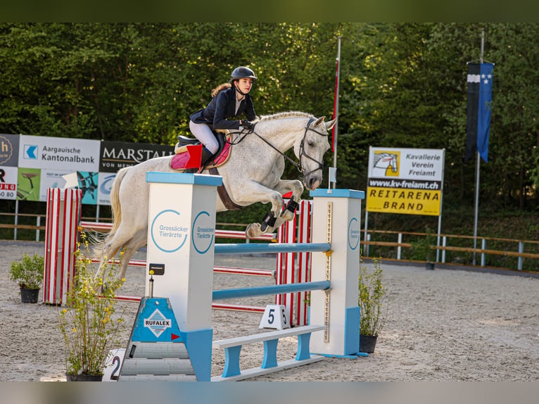Holsteiner Ruin 12 Jaar 180 cm Schimmel in Oltingen