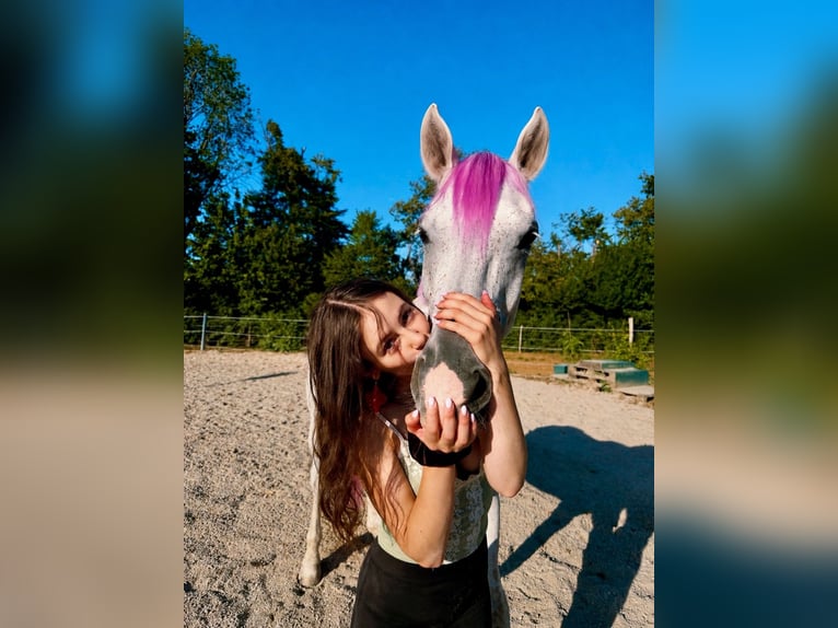 Holsteiner Ruin 12 Jaar 180 cm Schimmel in Oltingen