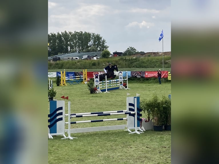 Holsteiner Ruin 13 Jaar 163 cm Zwartbruin in Lübeck