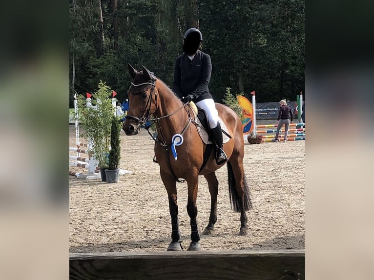 Holsteiner Ruin 13 Jaar 164 cm Bruin in Lingen