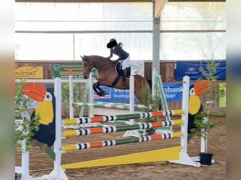Holsteiner Ruin 13 Jaar 164 cm Bruin in Lingen