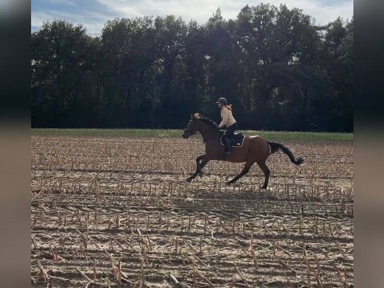 Holsteiner Ruin 13 Jaar 164 cm Bruin in Lingen