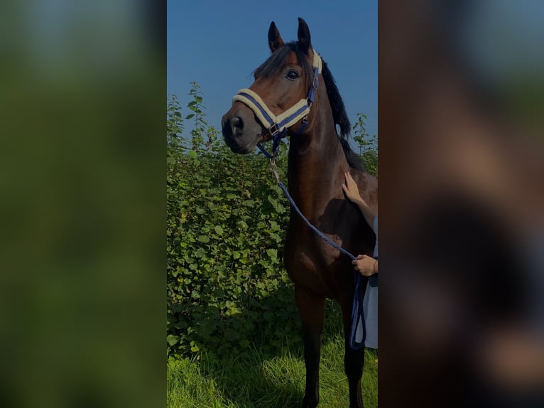 Holsteiner Ruin 13 Jaar 164 cm Bruin in Ottenbüttel