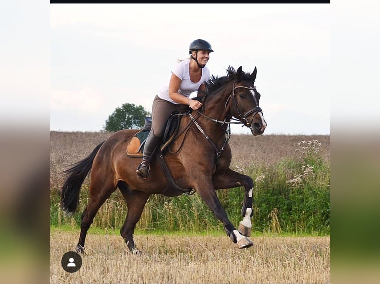 Holsteiner Ruin 13 Jaar 165 cm Bruin in os