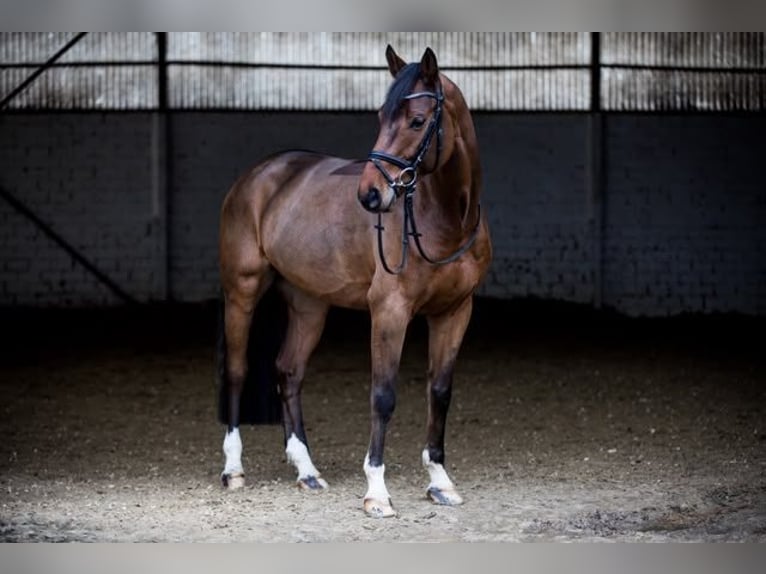 Holsteiner Ruin 13 Jaar 168 cm Bruin in Willich