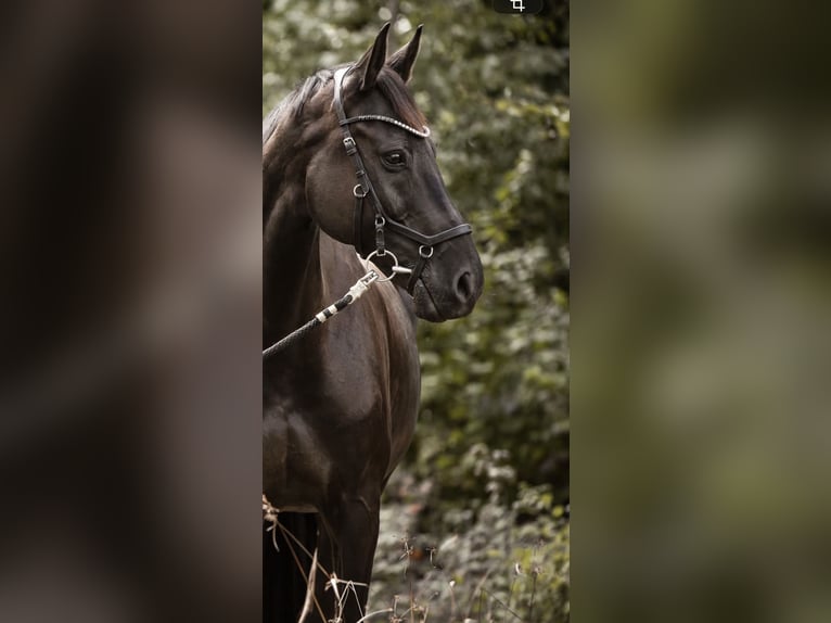 Holsteiner Ruin 13 Jaar 170 cm Zwartbruin in Andernach