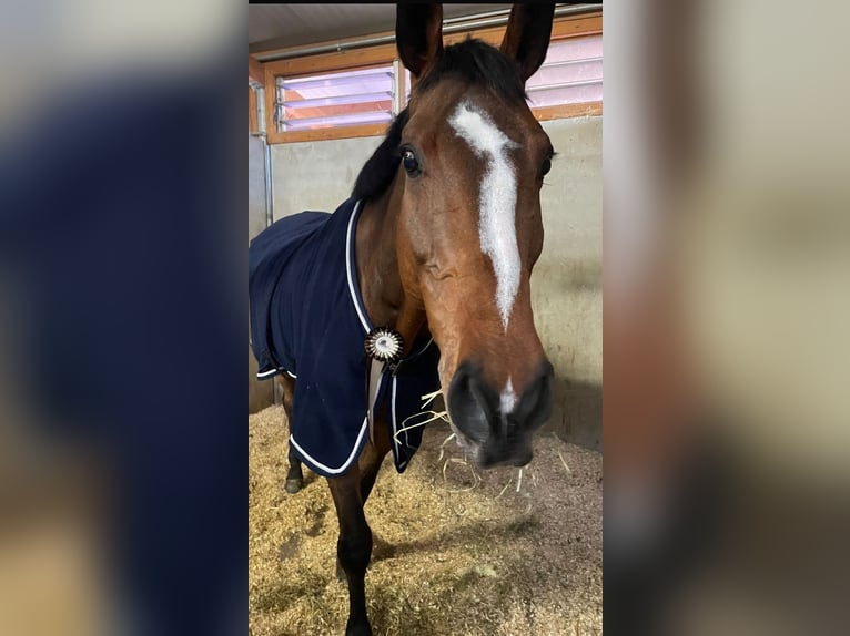 Holsteiner Ruin 13 Jaar 172 cm Bruin in Mettmenstetten