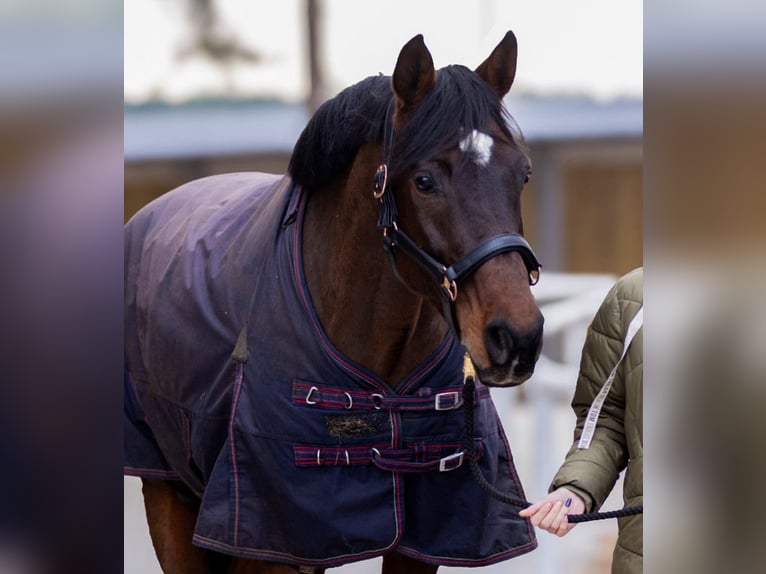 Holsteiner Ruin 13 Jaar 173 cm Roodbruin in Modrzewie