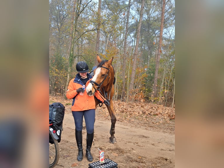 Holsteiner Ruin 13 Jaar 175 cm Bruin in Lierderholthuis