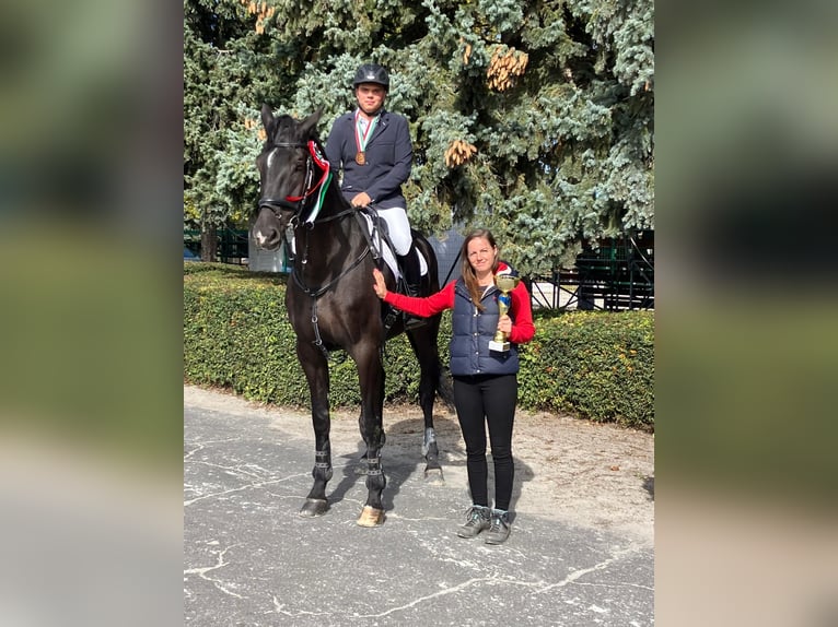 Holsteiner Ruin 13 Jaar 175 cm Zwartbruin in Szentendre