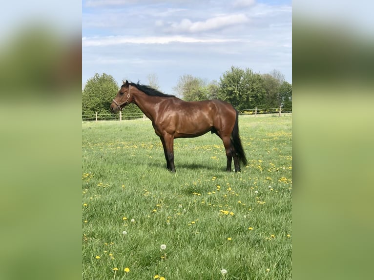 Holsteiner Ruin 13 Jaar 182 cm Bruin in Niepars