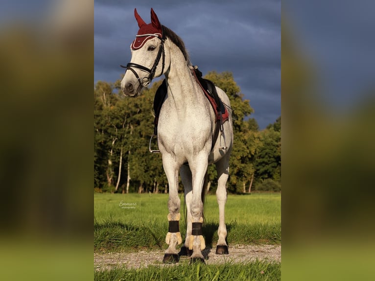 Holsteiner Ruin 14 Jaar 160 cm Appelschimmel in Markt Schwaben