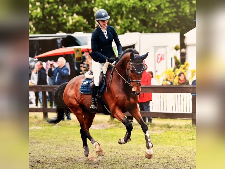 Holsteiner Ruin 14 Jaar 165 cm Bruin in Meppen
