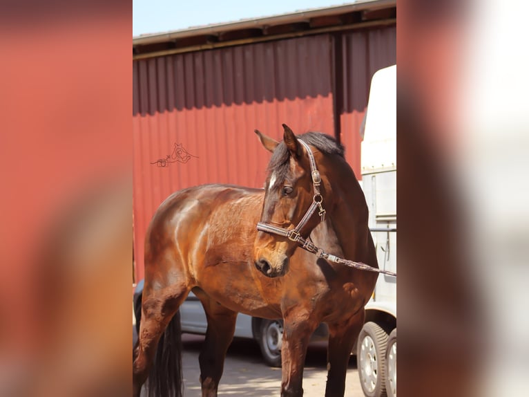 Holsteiner Ruin 14 Jaar 167 cm Bruin in Bargfeld-Stegen