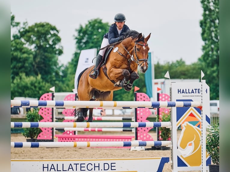 Holsteiner Ruin 14 Jaar 167 cm Bruin in Thedinghausen