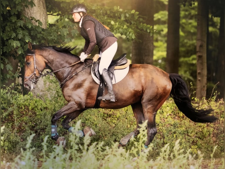 Holsteiner Ruin 14 Jaar 168 cm Bruin in Dachtmissen