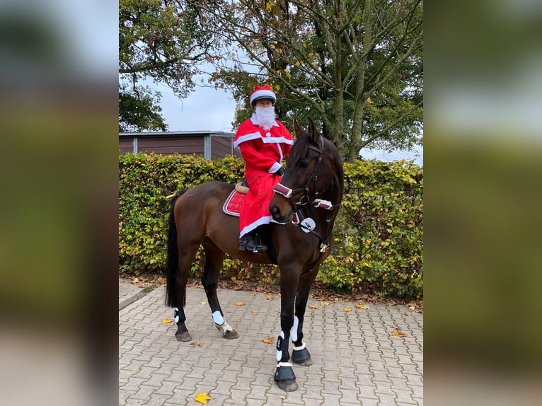 Holsteiner Ruin 14 Jaar 168 cm Bruin in Dachtmissen