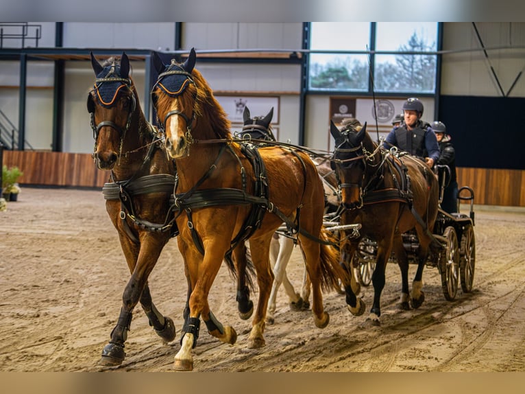 Holsteiner Ruin 14 Jaar 170 cm Bruin in Heijen