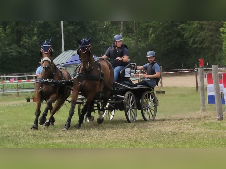 Holsteiner Ruin 14 Jaar 170 cm Bruin in Heijen