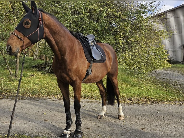 Holsteiner Ruin 14 Jaar 170 cm Bruin in Wertheim