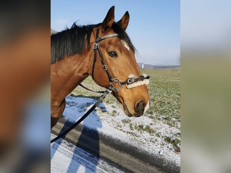 Holsteiner Ruin 14 Jaar 170 cm Bruin in Wertheim