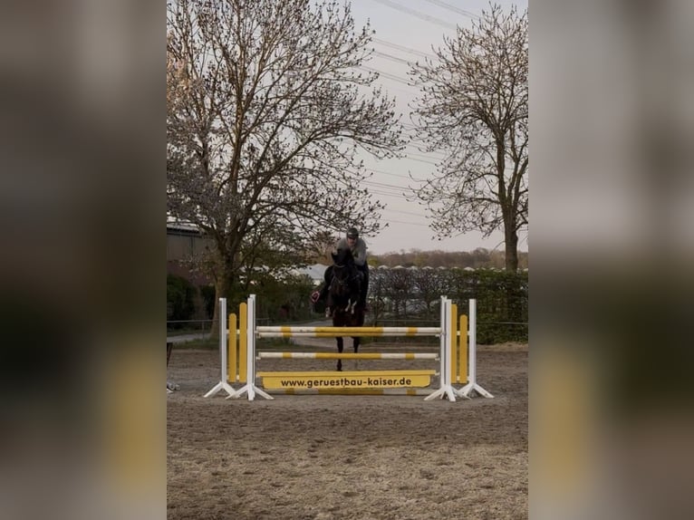 Holsteiner Ruin 14 Jaar 170 cm Zwart in Neuss