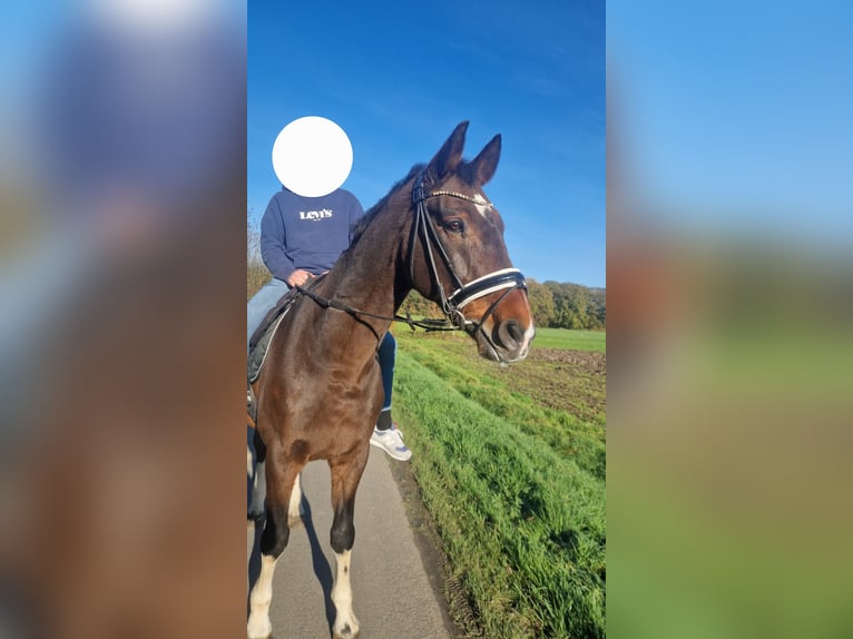 Holsteiner Ruin 14 Jaar 174 cm Bruin in Olfen