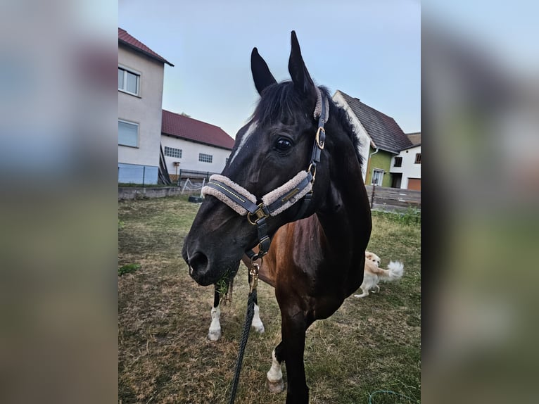Holsteiner Ruin 14 Jaar 174 cm Zwartbruin in Bamberg