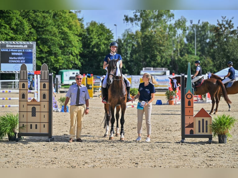 Holsteiner Ruin 14 Jaar 180 cm Bruin in Oltingen