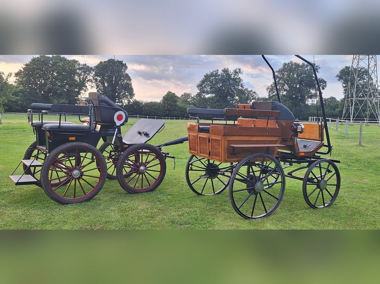 Holsteiner Ruin 14 Jaar Zwartbruin in Bargfeld-Stegen
