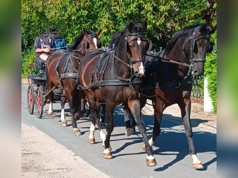 Holsteiner Ruin 14 Jaar Zwartbruin in Bargfeld-Stegen