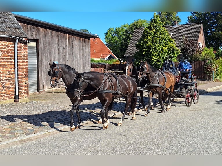 Holsteiner Ruin 14 Jaar Zwartbruin in Bargfeld-Stegen