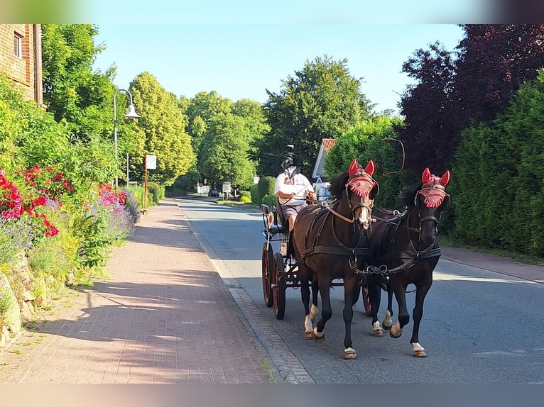 Holsteiner Ruin 14 Jaar Zwartbruin in Bargfeld-Stegen