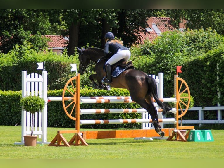 Holsteiner Ruin 15 Jaar 165 cm Bruin in Ahrensb&#xF6;k