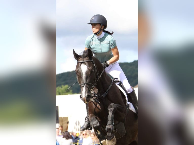 Holsteiner Ruin 15 Jaar 165 cm Zwartbruin in Biederthal