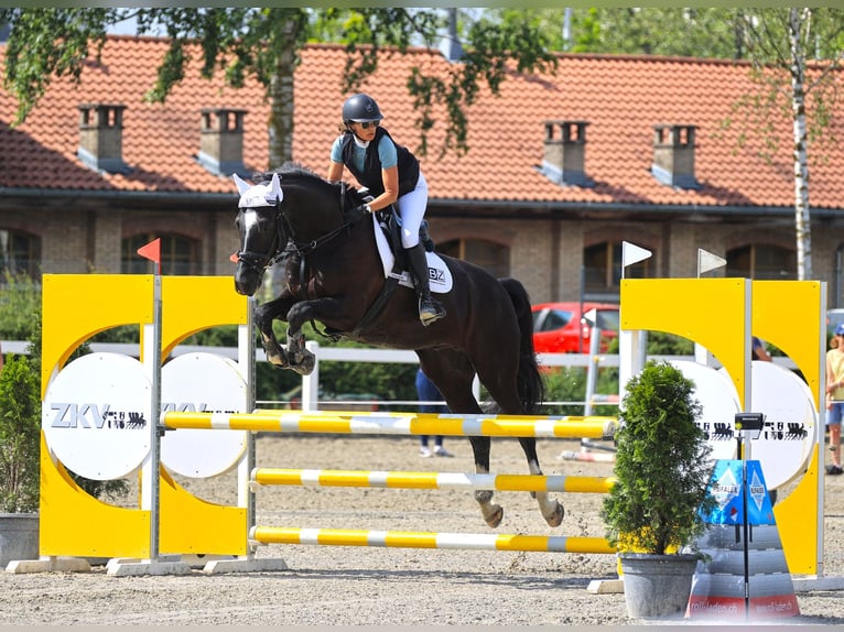 Holsteiner Ruin 15 Jaar 165 cm Zwartbruin in Biederthal